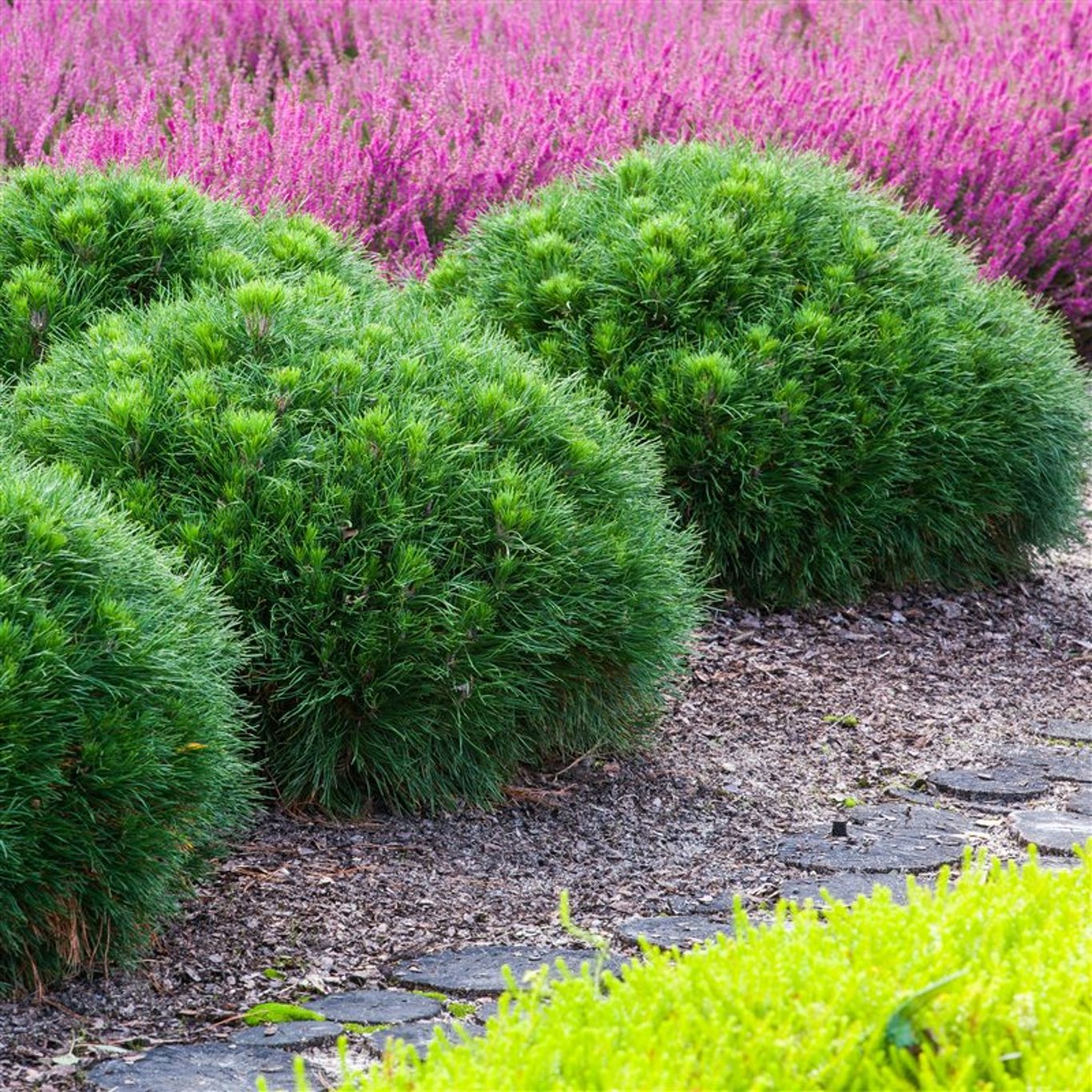 Pinus nigra 'Green Pearl' - C3 20-25 CM